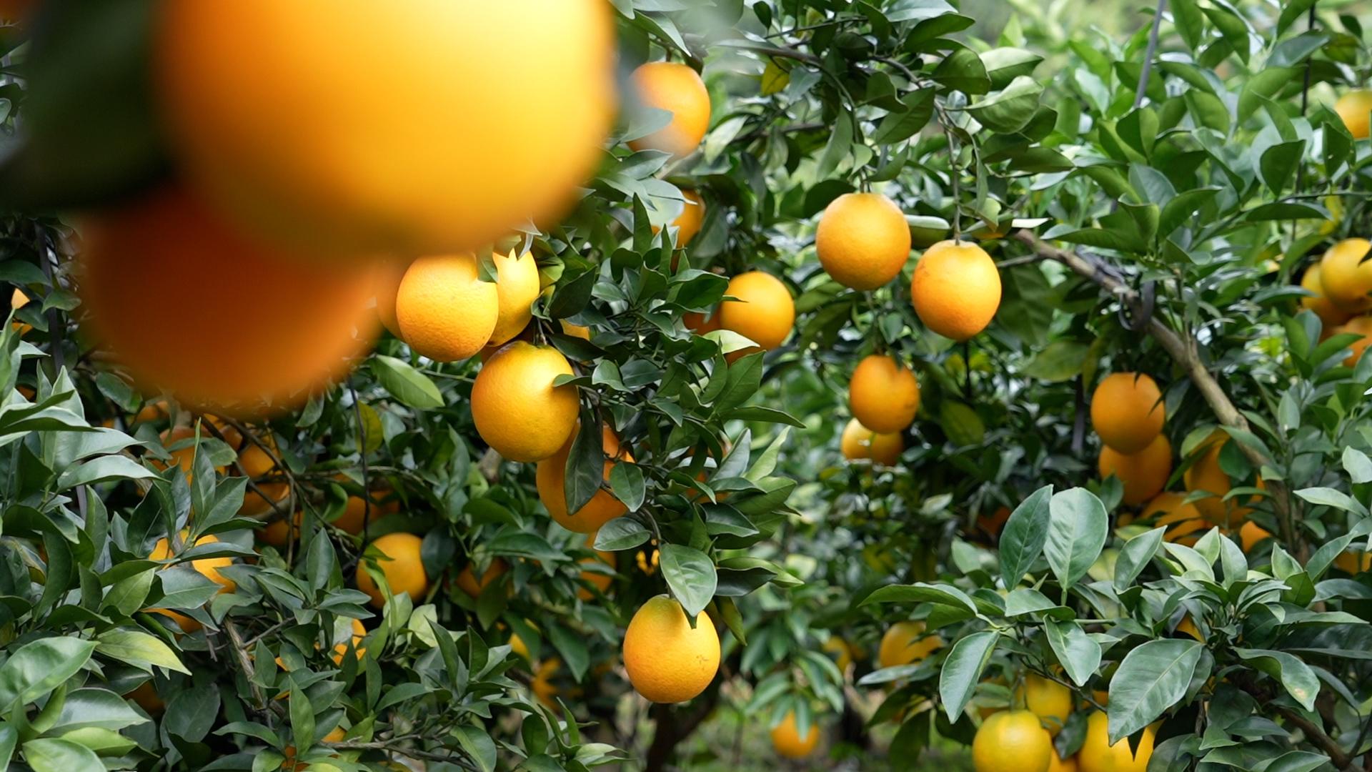 江西安遠：果旅融合采摘忙