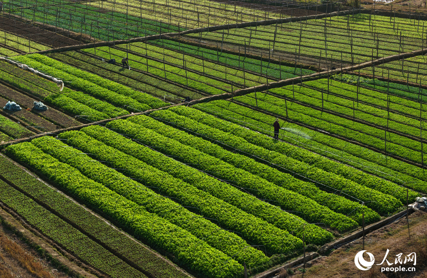 蔬菜基地內，菜農趁睛好天氣開展冬季蔬菜播種與田間管理。人民網記者 毛思遠攝