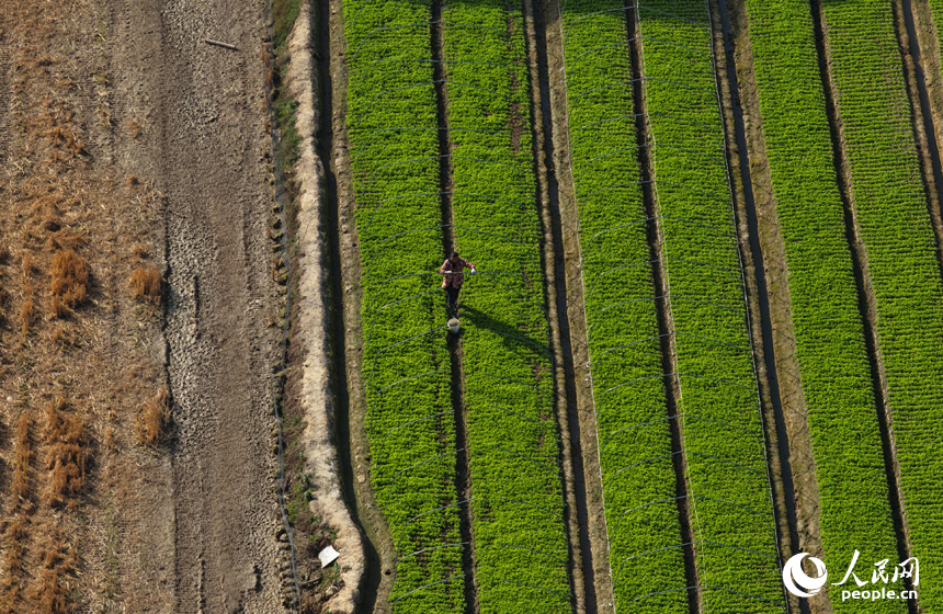 蔬菜基地內，菜農趁睛好天氣開展冬季蔬菜播種與田間管理。人民網記者 毛思遠攝
