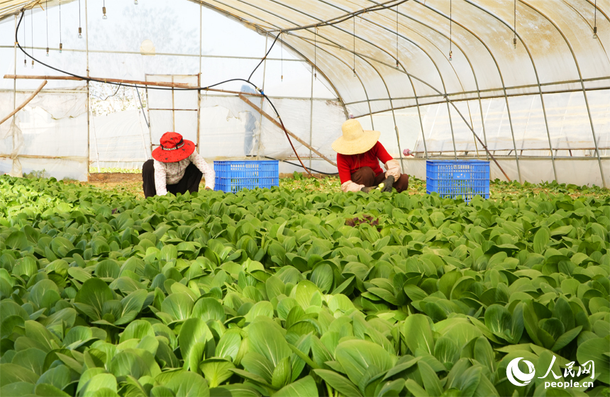 蔬菜基地大棚內，菜農正在采摘青菜。人民網記者 毛思遠攝
