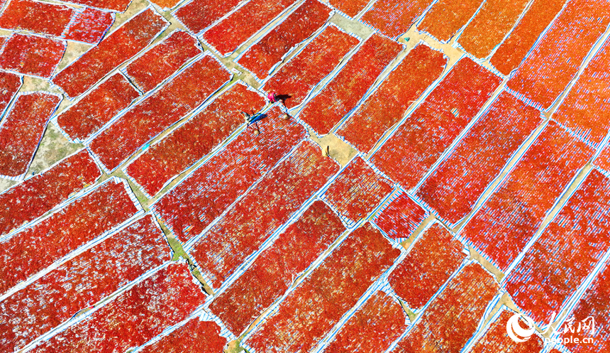 撫州市臨川區河埠鄉油頓村的云中中藥材專業合作社，工人忙著晾曬中藥材黃梔子。人民網記者 朱海鵬攝