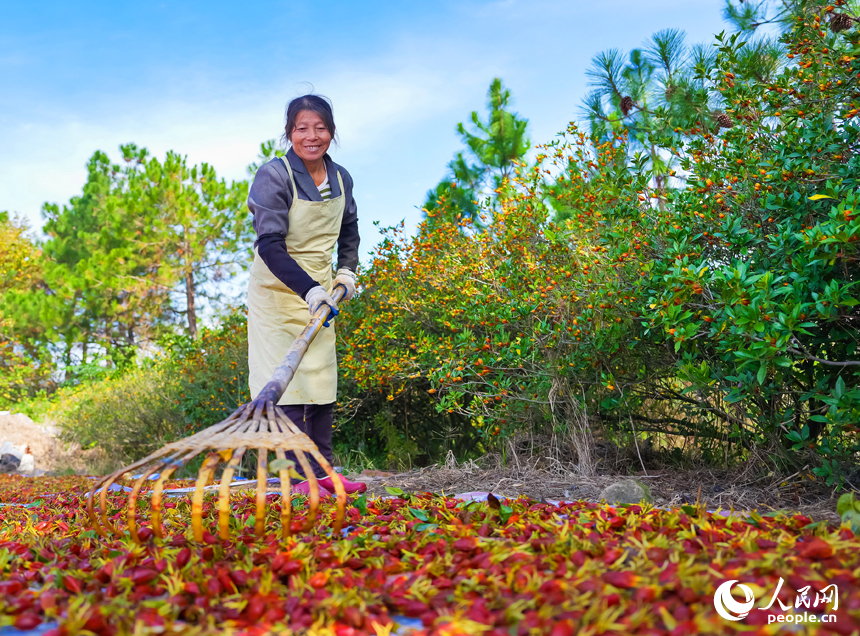 撫州市臨川區河埠鄉油頓村的云中中藥材專業合作社，工人忙著晾曬中藥材黃梔子。人民網記者 朱海鵬攝