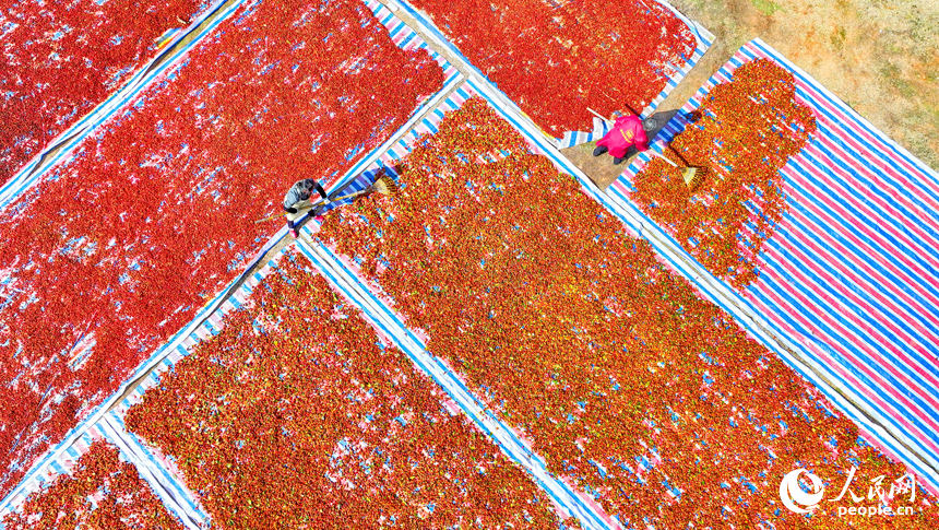 撫州市臨川區河埠鄉油頓村的云中中藥材專業合作社，工人忙著晾曬中藥材黃梔子。人民網記者 朱海鵬攝