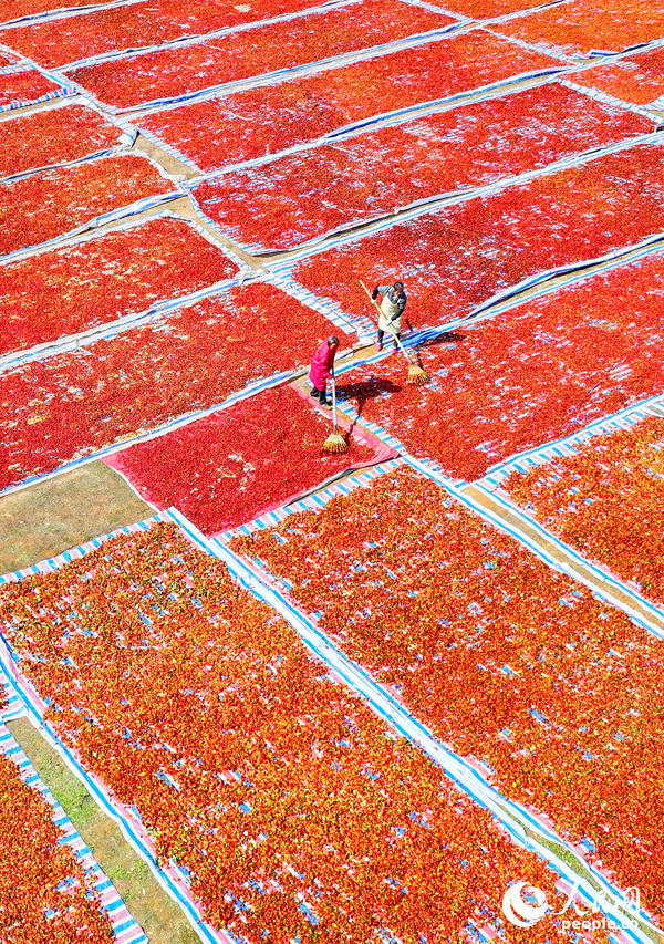 撫州市臨川區河埠鄉油頓村的云中中藥材專業合作社，工人忙著晾曬中藥材黃梔子。人民網記者 朱海鵬攝