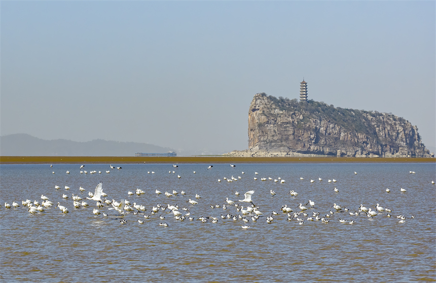 在鄱陽湖湖口鞋山水域濕地，大批越冬候鳥在此集結。李學華攝