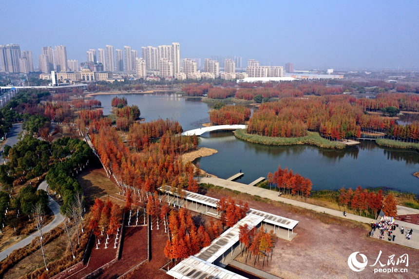 魚尾洲濕地公園內水杉悄然“換裝”，層林盡染，與城市建筑輪廓相映成景。人民網記者 時雨攝
