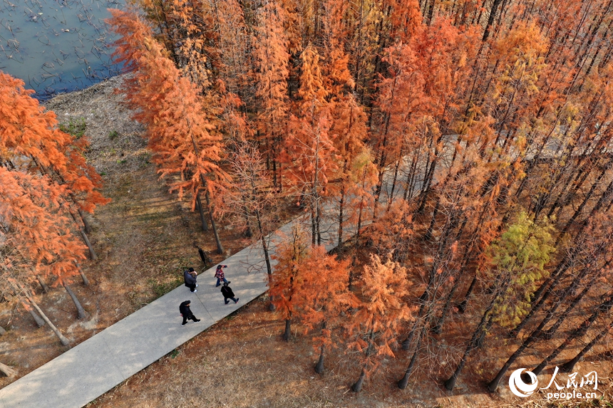 市民們行走在魚尾洲濕地公園內的親水步道上，享受冬日里的愜意。人民網記者 時雨攝
