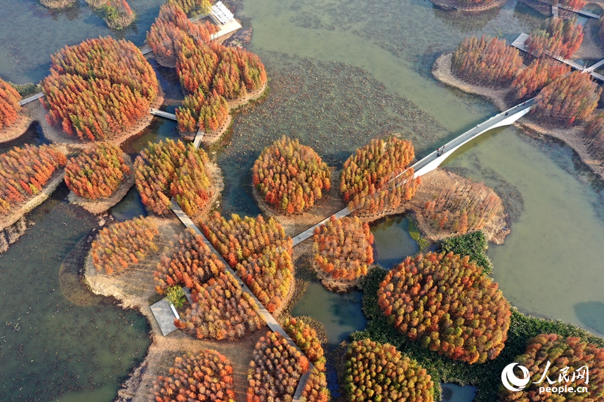 魚尾洲濕地公園內水杉悄然“換裝”，高空俯瞰，宛若一座“漂浮森林”。人民網記者 時雨攝