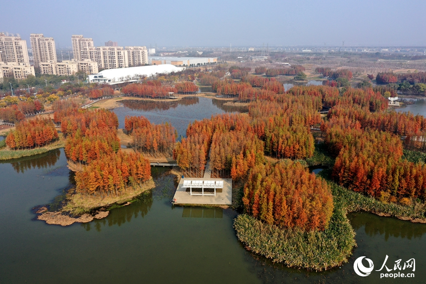魚尾洲濕地公園內水杉悄然“換裝”，高空俯瞰，宛若一座“漂浮森林”。人民網記者 時雨攝