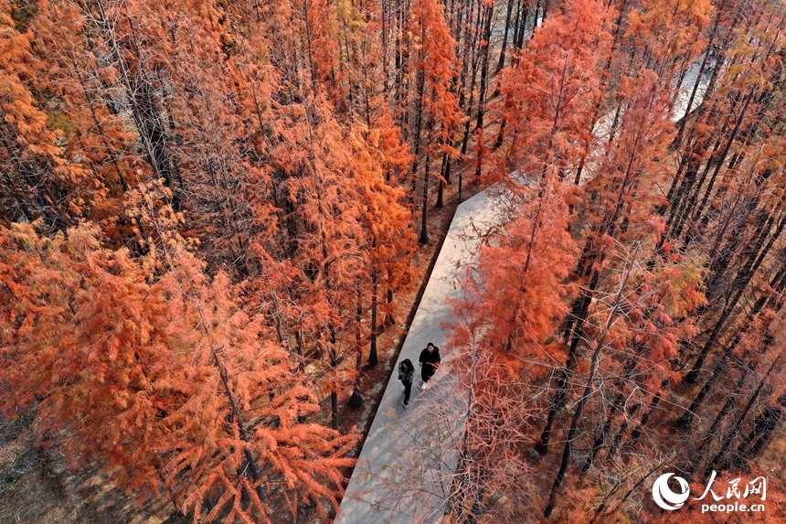 市民們行走在魚尾洲濕地公園內的親水步道上，享受冬日里的愜意。人民網記者 時雨攝