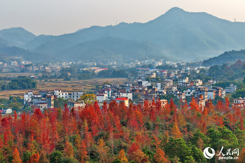 南康區龍回鎮龍東村，綿延山巒與房屋、農田、樹木相互映襯，構成一幅色彩繽紛的冬日鄉村畫卷，吸引眾多游客前來游玩。人民網記者 朱海鵬攝