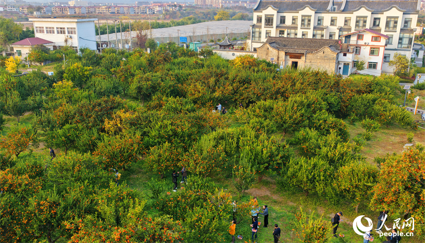 撫州市南豐縣琴城鎮的一處蜜桔種植基地，游客在采摘南豐蜜桔。人民網記者 朱海鵬攝