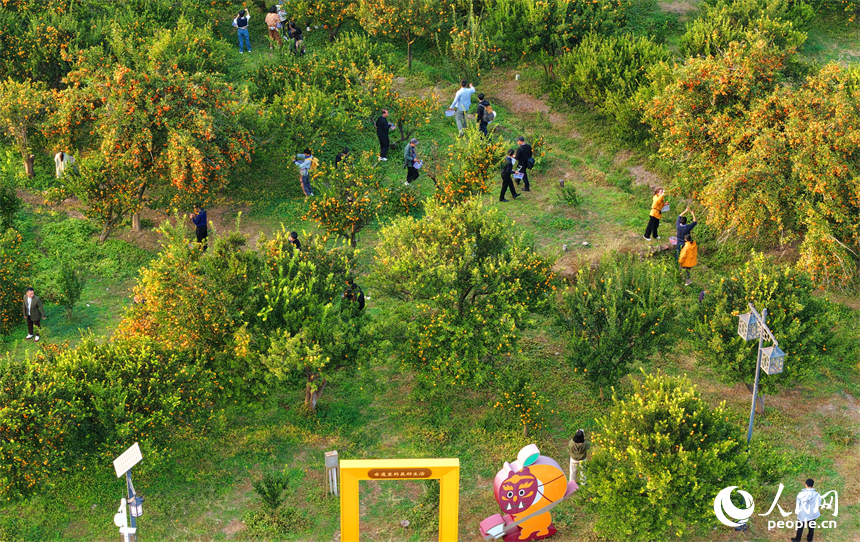 撫州市南豐縣琴城鎮的一處蜜桔種植基地，游客在采摘南豐蜜桔。人民網記者 朱海鵬攝