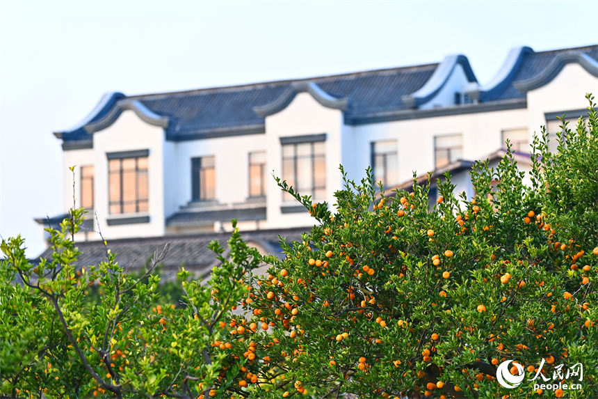 撫州市南豐縣琴城鎮的一處種植基地，黃澄澄的蜜桔掛滿枝頭。人民網記者 朱海鵬攝