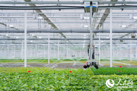 貴州省貴陽市開陽縣楠木渡蔬菜種繁中心內的自動灌溉設備。人民網 涂敏攝