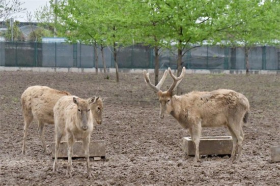 洞庭湖麋鹿苑中的麋鹿們。何佳麗攝