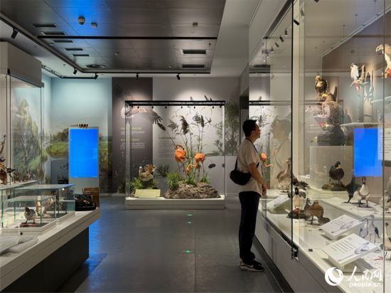 洞庭湖博物館煥新開館。人民網記者 吳茜薇攝